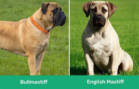 difference between english mastiff and bullmastiff|difference between english mastiff bullmastiff.